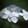 紫陽花と光④