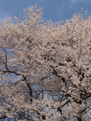 桜の森の満開の下
