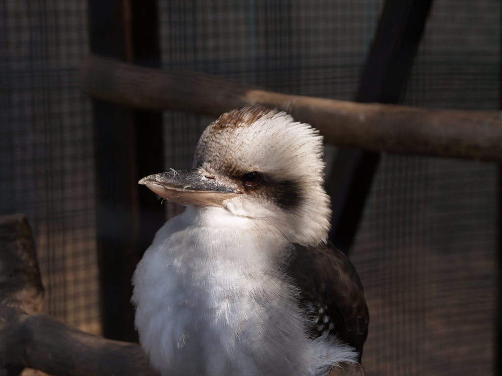 動物園の振り返り⑧