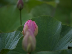 蓮の始まり①