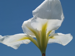 花菖蒲の季節⑨