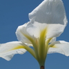 花菖蒲の季節⑨