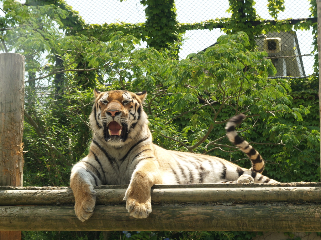 お散歩動物園⑤