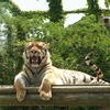 お散歩動物園⑤