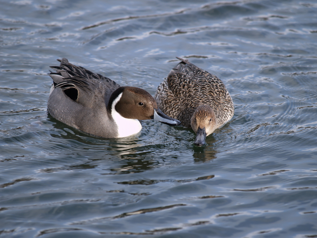 冬の水鳥②