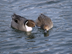 冬の水鳥②