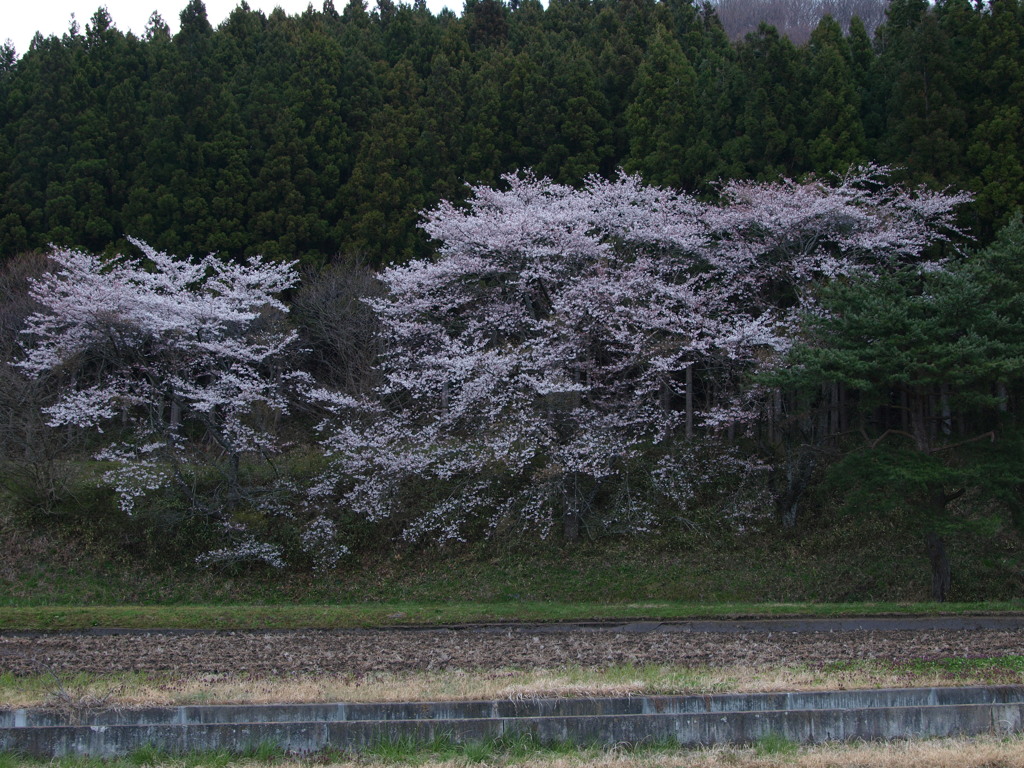 遠目に見る風景「春」