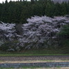 遠目に見る風景「春」