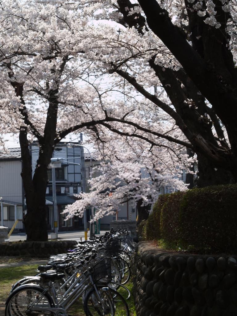 公園の桜①