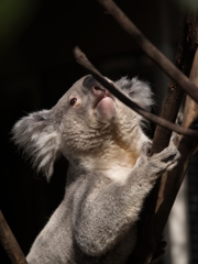 動物園の振り返り②