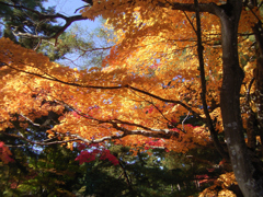 紅葉狩り_毛越寺②