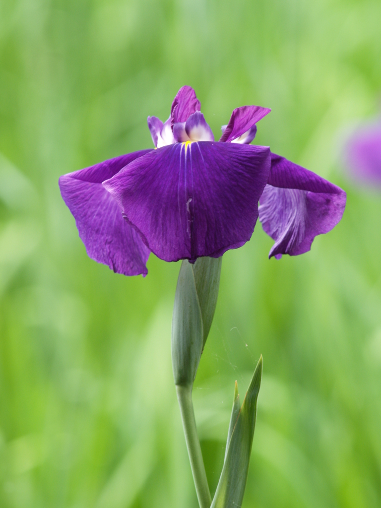 花菖蒲の季節③