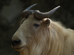 モニター越しの実像