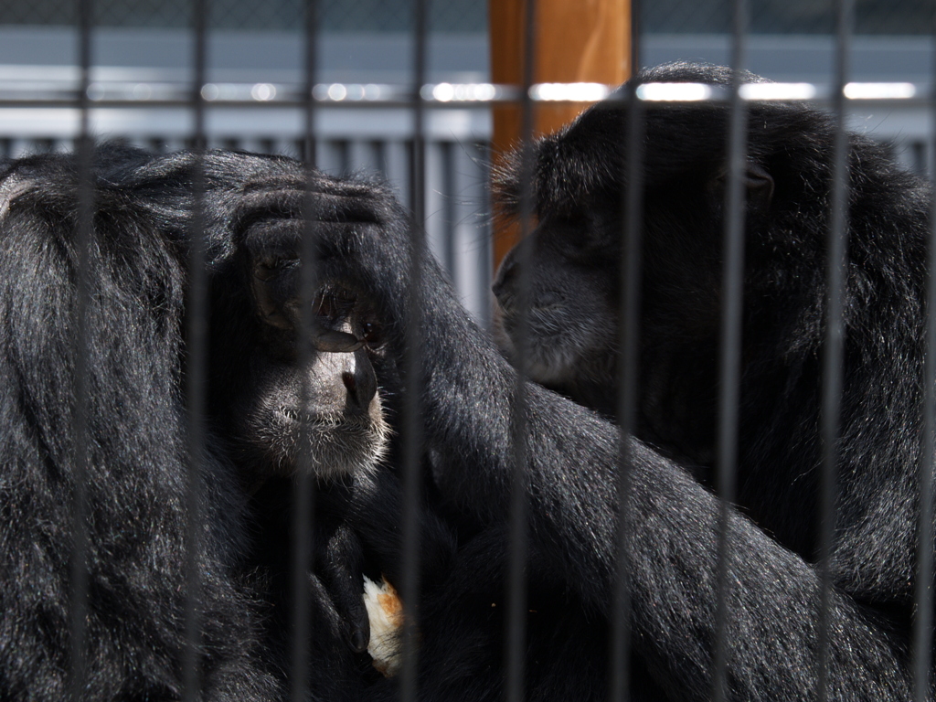 動物園に行こう⑲