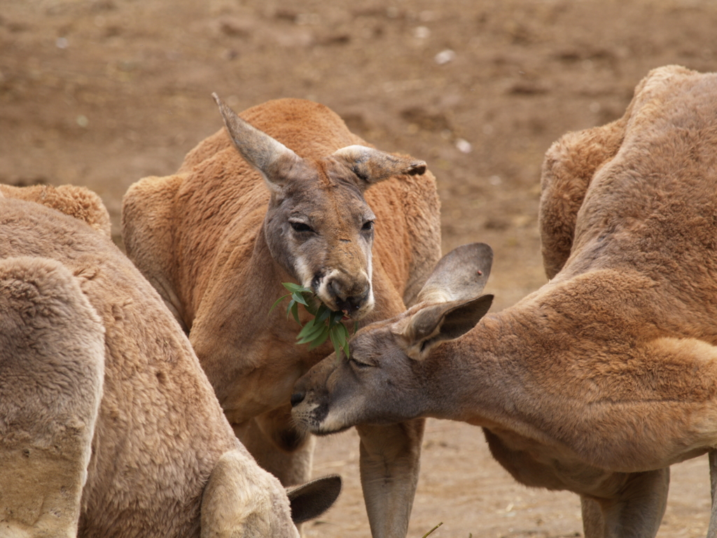 振り返り動物園⑤