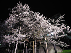 ギャラリー桜⑨