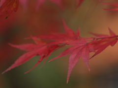 jupiter-9で中尊寺④