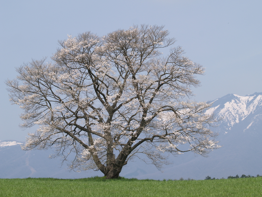 一本桜の姿①