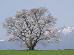 一本桜の姿①