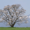 一本桜の姿①