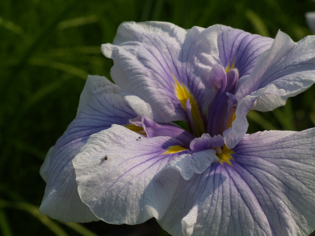 花菖蒲の季節②