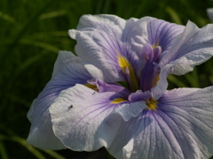 花菖蒲の季節②