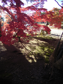 紅葉狩り_毛越寺③