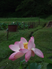 濁りのないもの