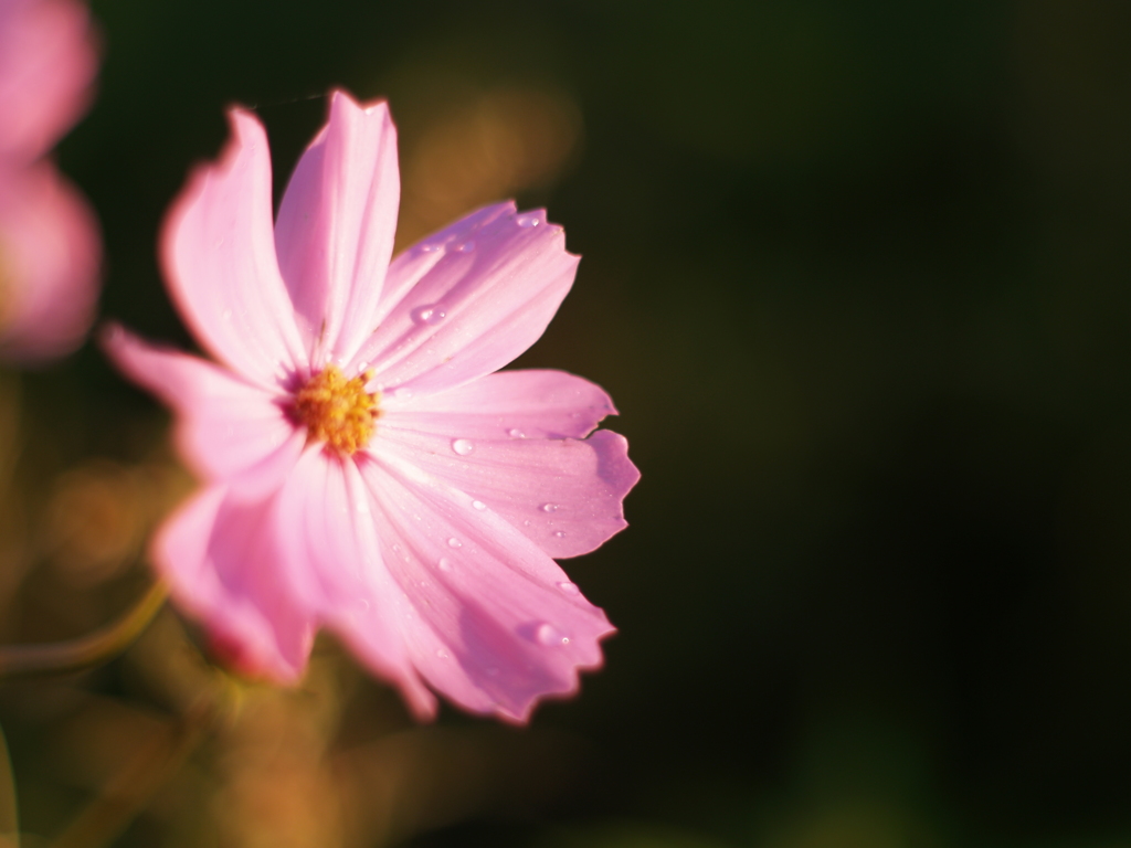 写真の光を、②