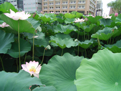 夏の緑②