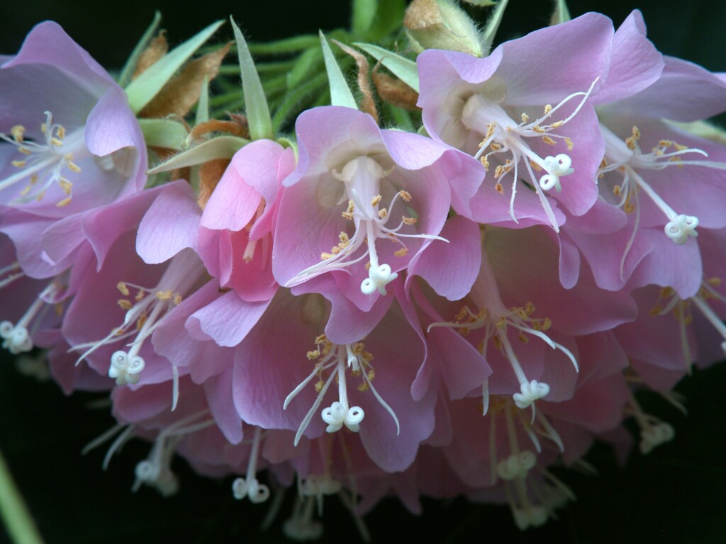 めしべのクルクル