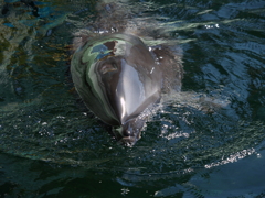 しながわ水族館②