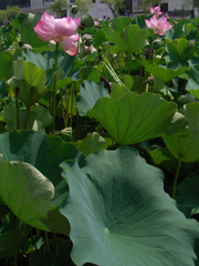 市街地の蓮池①