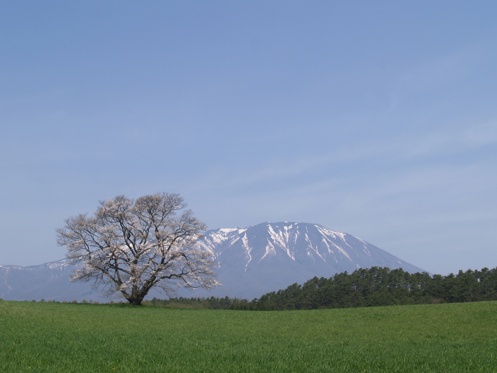 ギャラリー桜⑦