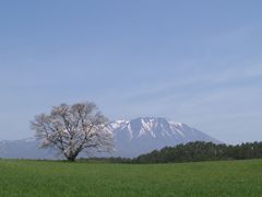 ギャラリー桜⑦