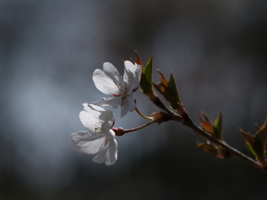 sakura 温故知新