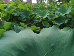夏の緑③