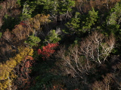 今日の八甲田⑤