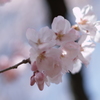 春の日差し①