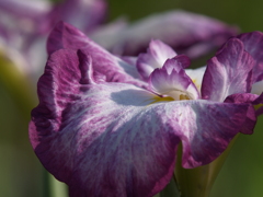 花菖蒲の季節⑦