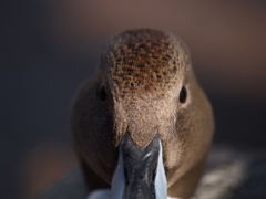 head