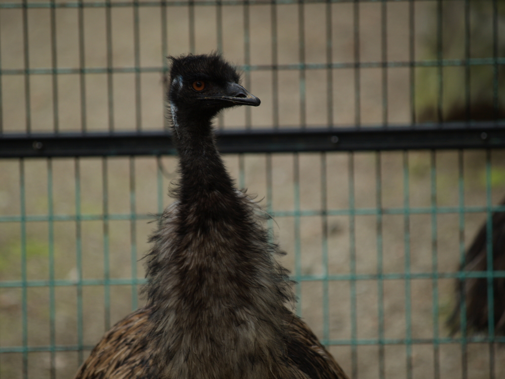 動物公園③