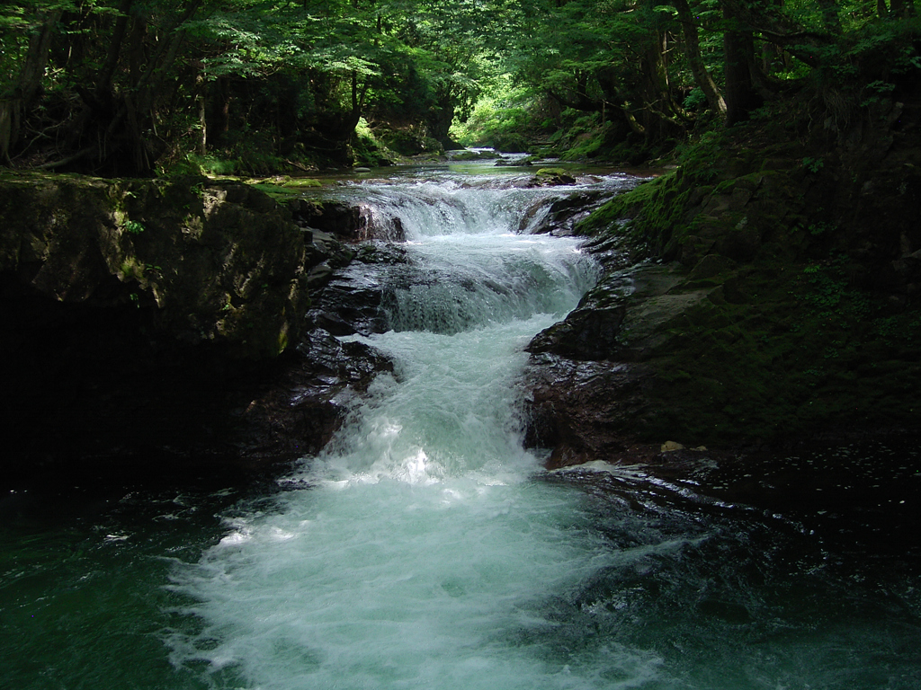 水辺の緑①