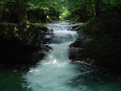 水辺の緑①