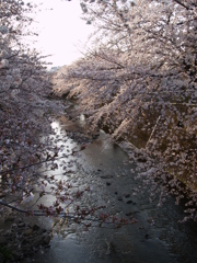 市街地の桜⑨