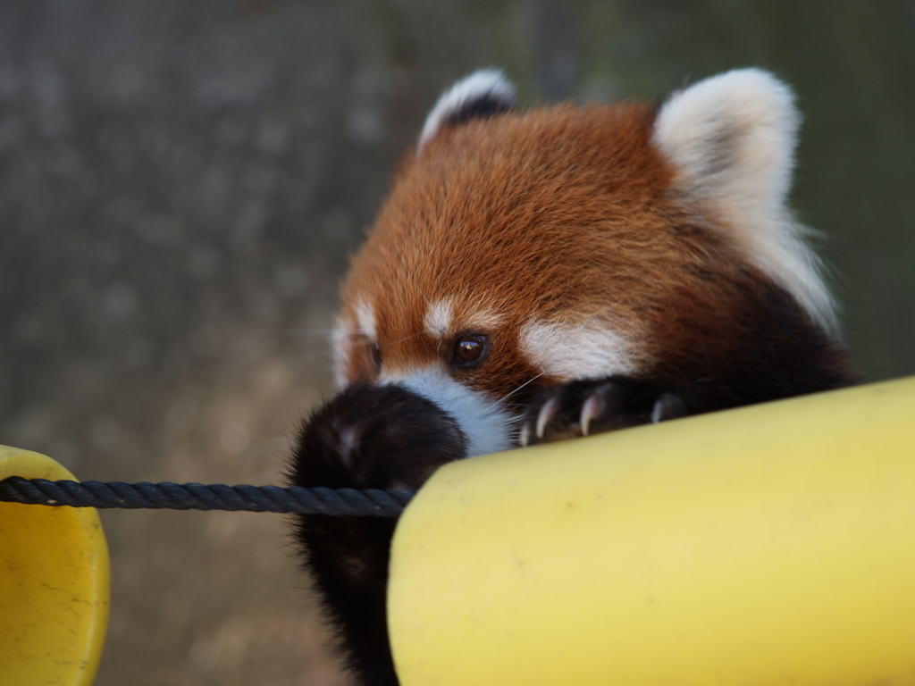 動物園散歩⑥