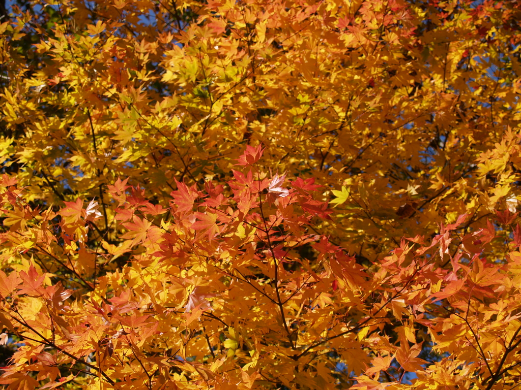 視覚と描き分け②