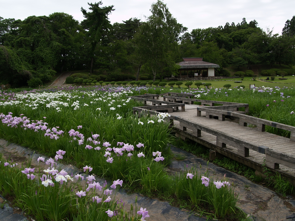 小泉潟公園①