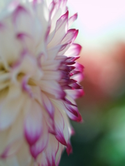 オールドレンズもCCDで使えば②