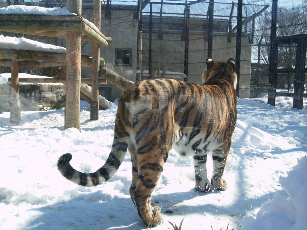 秋田_雪の動物園⑫